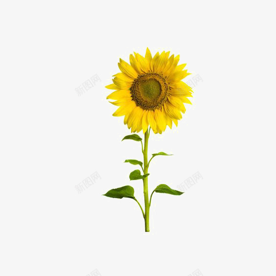 向日葵png免抠素材_新图网 https://ixintu.com 向日葵 向阳花 植物 瓜子 绿色植物 花朵 黄色花朵
