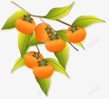 成熟的柿子png免抠素材_新图网 https://ixintu.com 成熟的柿子 柿子 橘色 绿色