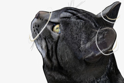 仰望繁星图png素材黑猫高清图片