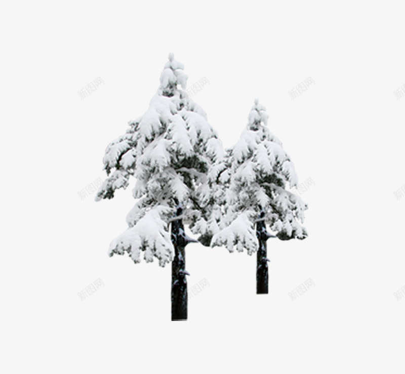 雪地里的松树png免抠素材_新图网 https://ixintu.com 冬 圣诞树 松树 雪地 雪花