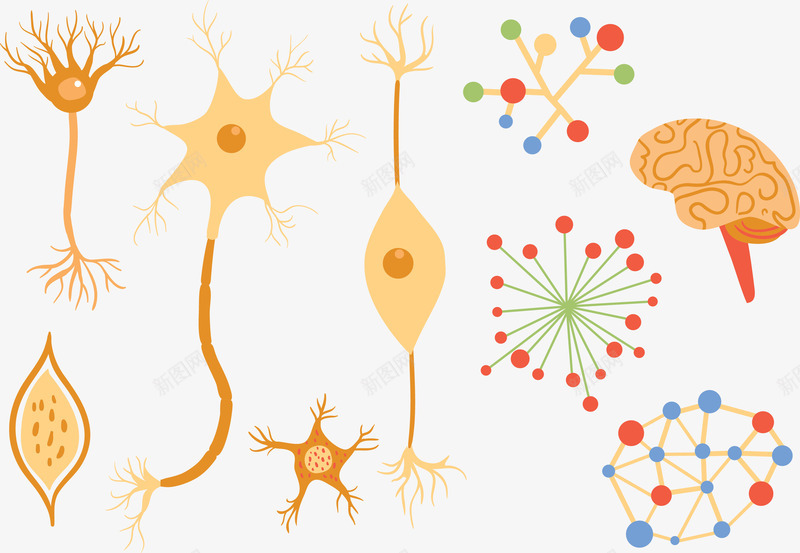 多种神经组织png免抠素材_新图网 https://ixintu.com 神经 组织