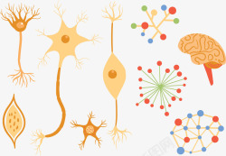 神经组织多种神经组织高清图片