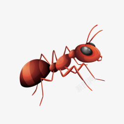 红色蚂蚁素材