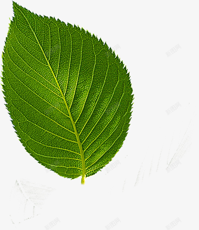 树叶植物造型png免抠素材_新图网 https://ixintu.com 树叶 植物 设计 造型