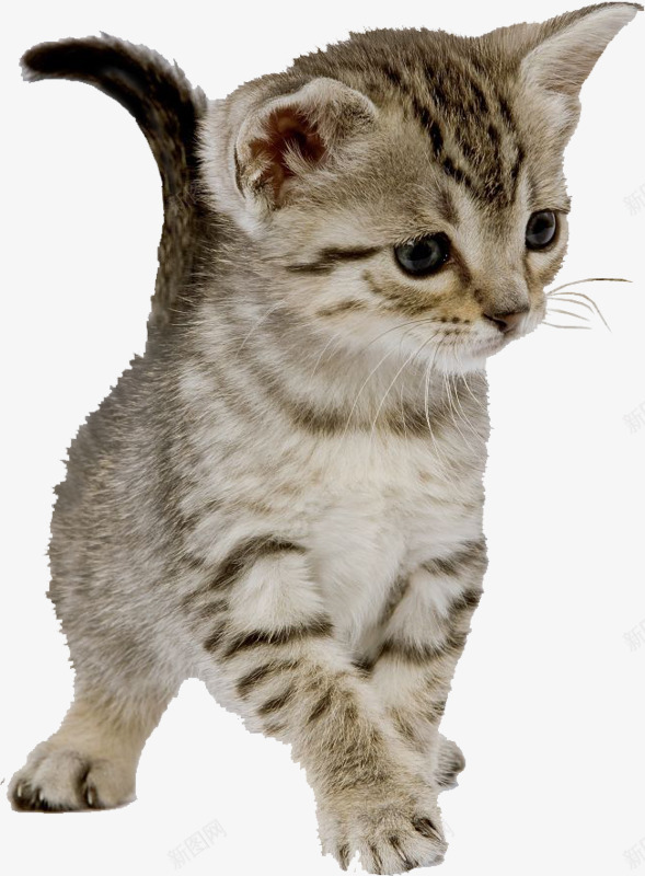 呆萌的猫png免抠素材_新图网 https://ixintu.com 动物 动物猫咪 宠物 宠物猫 猫 猫咪
