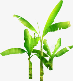 茂密的热带植物素材