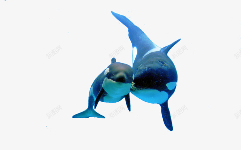两只鲸鱼png免抠素材_新图网 https://ixintu.com 大海 母子 海洋 鲸鱼