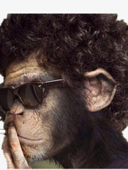 戴眼镜抽烟的猩猩素材