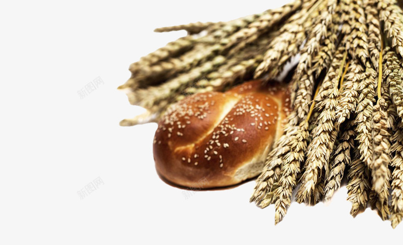小麦面包png免抠素材_新图网 https://ixintu.com 小麦 荞麦面包 面包 麦子