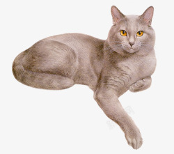 浅灰深褐色浅灰卧坐猫咪高清图片