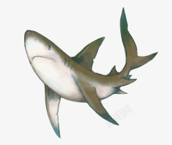 水彩鲨鱼矢量图素材