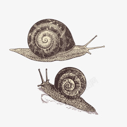 素描昆虫图片蜗牛矢量图高清图片
