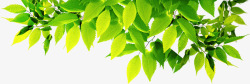 绿色树影风景阳光素材