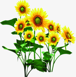 创意合成摄影阳光下的向日葵花卉素材