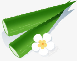 手绘芦荟矢量图素材