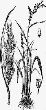 农作物麦穗图标图标