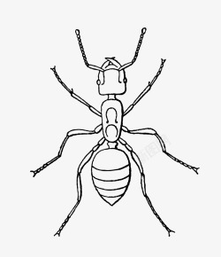 写实昆虫手绘卡通昆虫蚂蚁高清图片