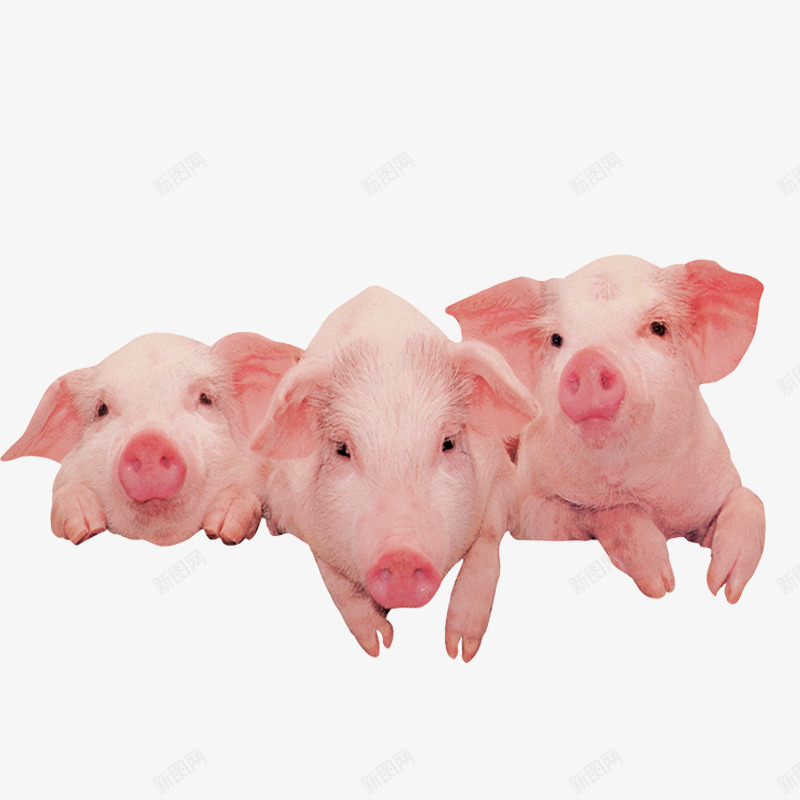 三只小猪png免抠素材_新图网 https://ixintu.com 农家猪 小猪 猪