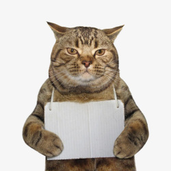 纸牌素材挂纸牌的猫咪高清图片