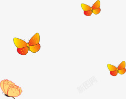 美丽飞虫橙色美丽蝴蝶高清图片