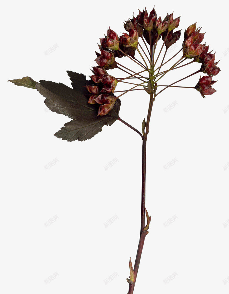 干花植物装饰png免抠素材_新图网 https://ixintu.com 干花 植物 装饰 贴图