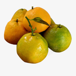 柑橘叶新鲜橘子高清图片
