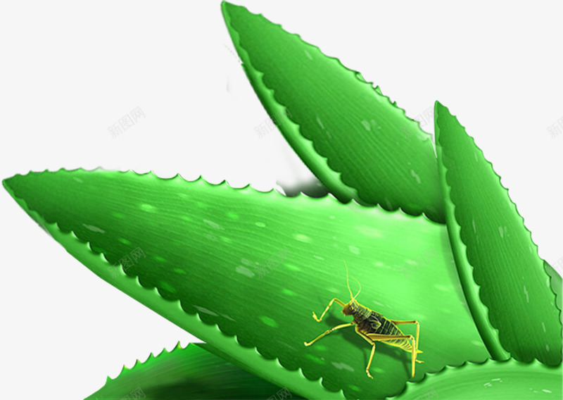 绿色环保植物昆虫png免抠素材_新图网 https://ixintu.com 昆虫 植物 环保 绿色