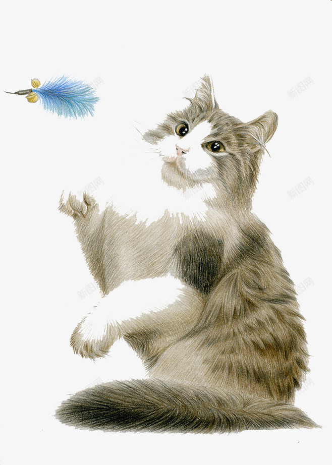 手绘猫咪png免抠素材_新图网 https://ixintu.com 可爱 彩铅 手绘 猫
