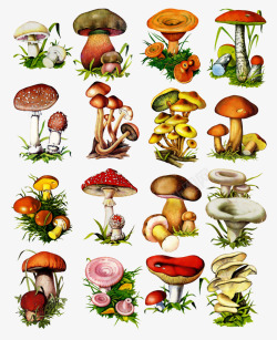 真菌植物多种蘑菇高清图片