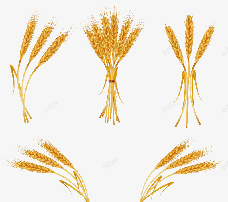 麦穗小麦图png免抠素材_新图网 https://ixintu.com 农作物 小麦 麦穗