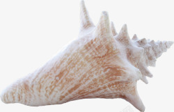 常见白色书立常见白色海螺高清图片