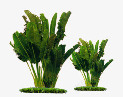 景观植物素材