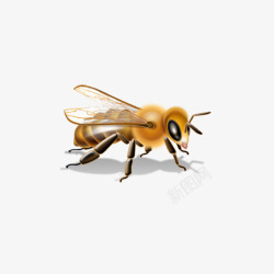手绘黄蜂手绘蜜蜂高清图片