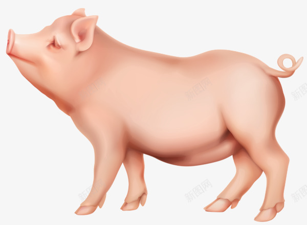粉嫩的小胖猪png免抠素材_新图网 https://ixintu.com 大肥猪 小胖猪 猪 粉嫩 肥猪