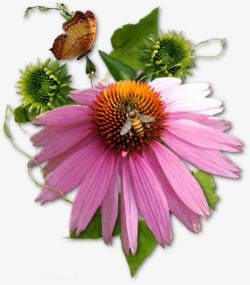 鲜花与采蜜的蜜蜂素材