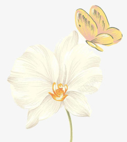 米白花朵花卉高清图片