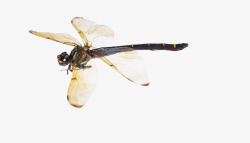PPT讲义生物课素材图片蜻蜓高清图片