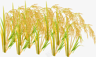 创意水彩合成黄色的小麦稻穗png免抠素材_新图网 https://ixintu.com 创意 合成 小麦 水彩 稻穗 金色麦穗 黃色稻穗 黄色
