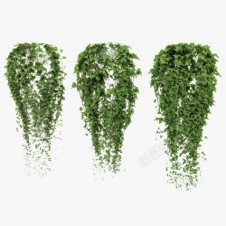 垂吊绿植三盆藤蔓鲜草绿色垂吊植物高清图片