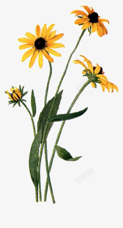 黄色晕染植物背景图片黄色花朵高清图片