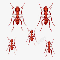 一群蚂蚁一群蚂蚁爬行高清图片