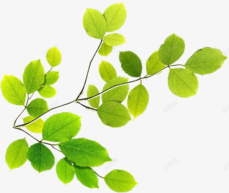 创意合成绿色的树叶造型效果png免抠素材_新图网 https://ixintu.com 创意 合成 效果 树叶 绿色 造型