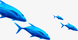 大白鱼鱼大白鲨鱼热带鱼蓝色高清图片
