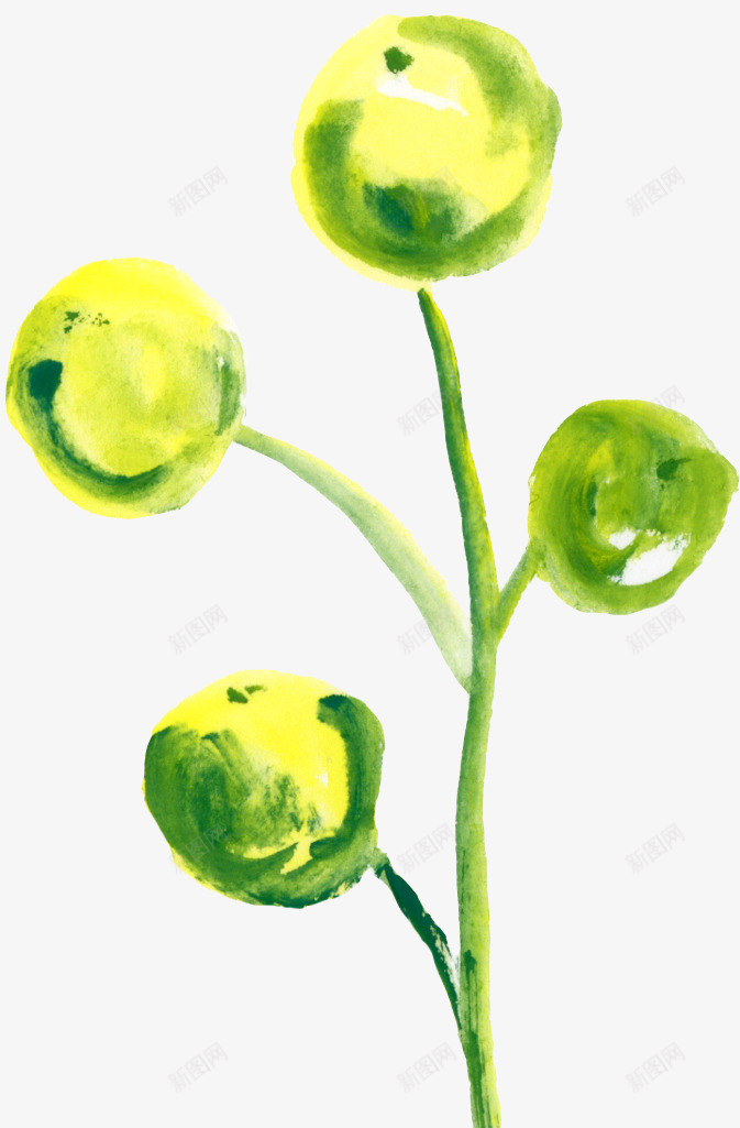 绿色球形植物花朵png免抠素材_新图网 https://ixintu.com 手绘花朵 水墨花卉 水彩花朵花卉图案