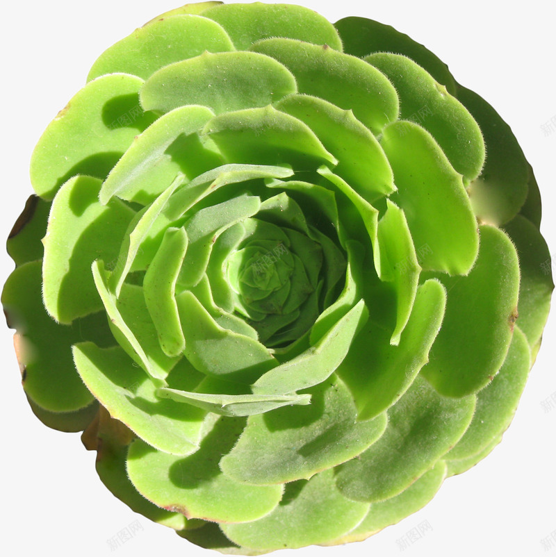 绿色圆形植物造型png免抠素材_新图网 https://ixintu.com 圆形 植物 绿色 造型