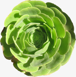绿色圆形植物造型素材