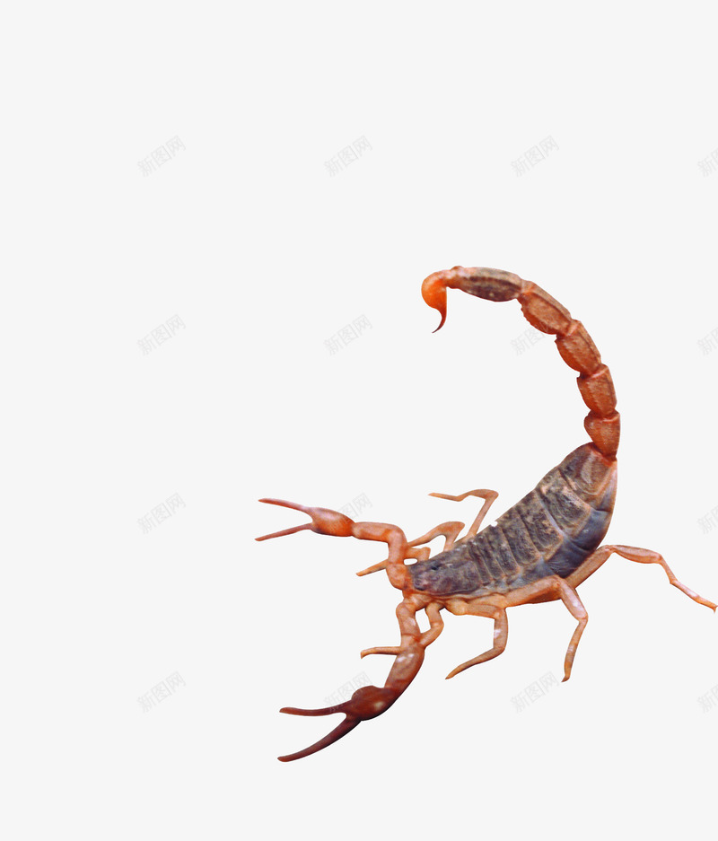 攻击蝎子png免抠素材_新图网 https://ixintu.com 动物 昆虫 蝎子