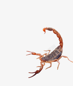 昆虫蝎子攻击蝎子高清图片