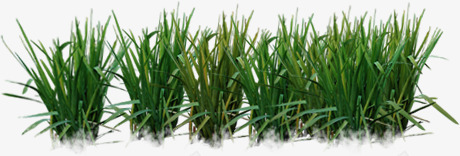 创意绿色的小麦稻田png免抠素材_新图网 https://ixintu.com 创意 小麦 稻田 绿色