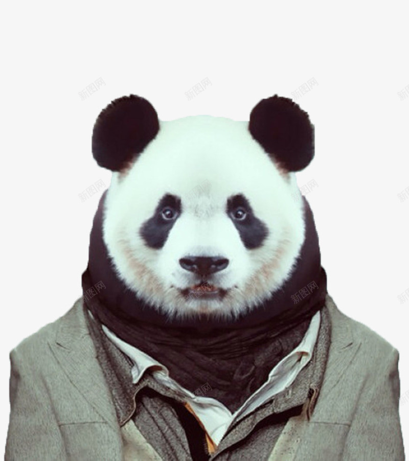 熊猫先生png免抠素材_新图网 https://ixintu.com 先生 动物 国宝 熊猫